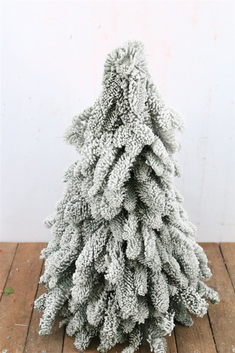 Chamaecyparis X-mass Snowy 50Ø 50cm