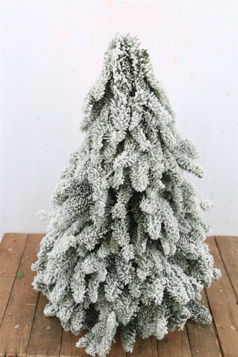 Chamaecyparis X-mass Snowy 60Ø 60cm