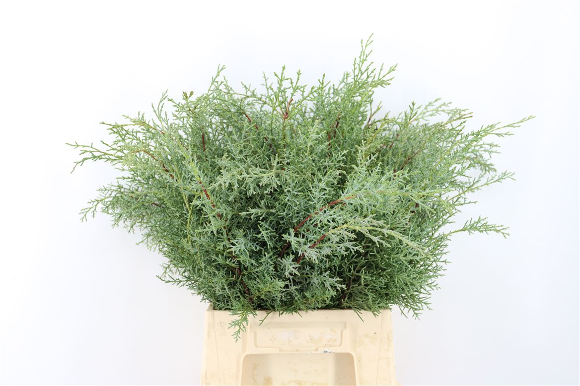 Rosa Caraluna 50cm