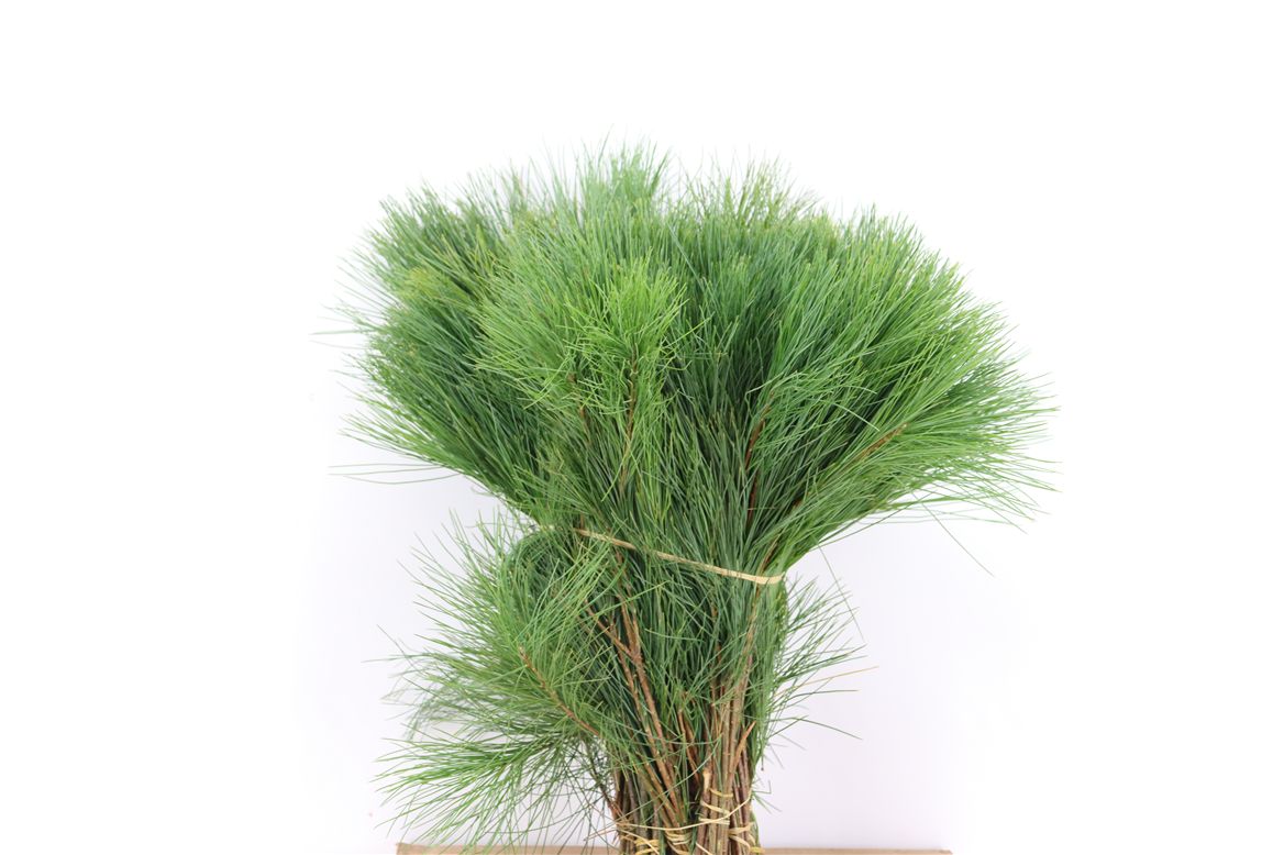 Pinus Strobus 40cm