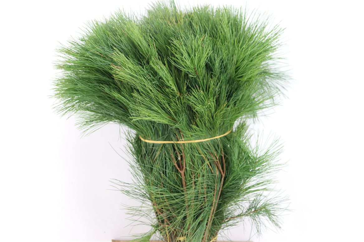 Pinus Strobus 50cm