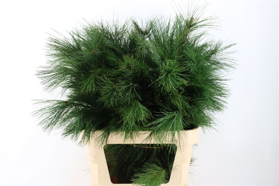 Pinus Strobus 90cm