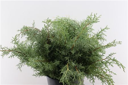 Cypresse Blue Per Bunch