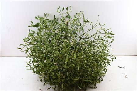 Mistletoe Kronen 3 Kilo P Stuk