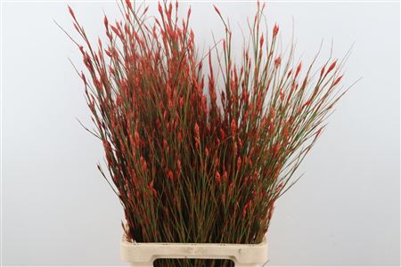 Kaaps Bell Reed ( Dyed Red)