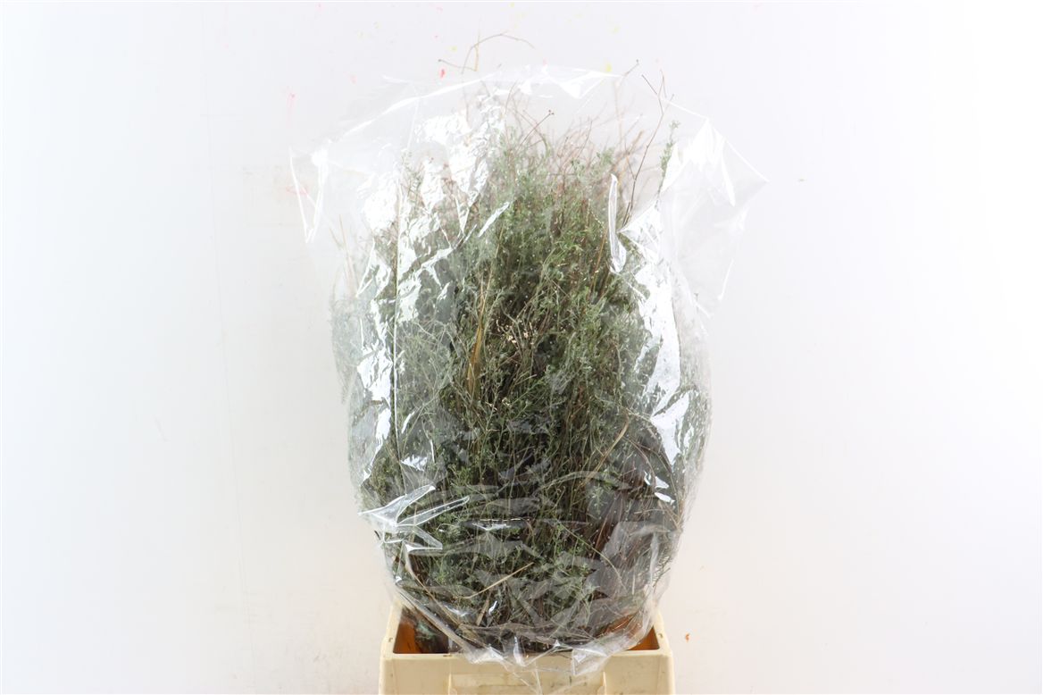 Thymus Capitatus Bs 70cm 200gram