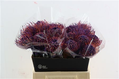 Leuco Klbh Aubergine