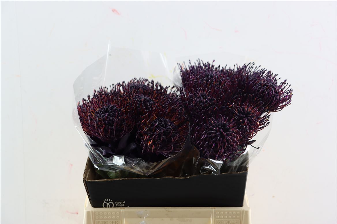 Leucospermum Naomi Painted 40cm