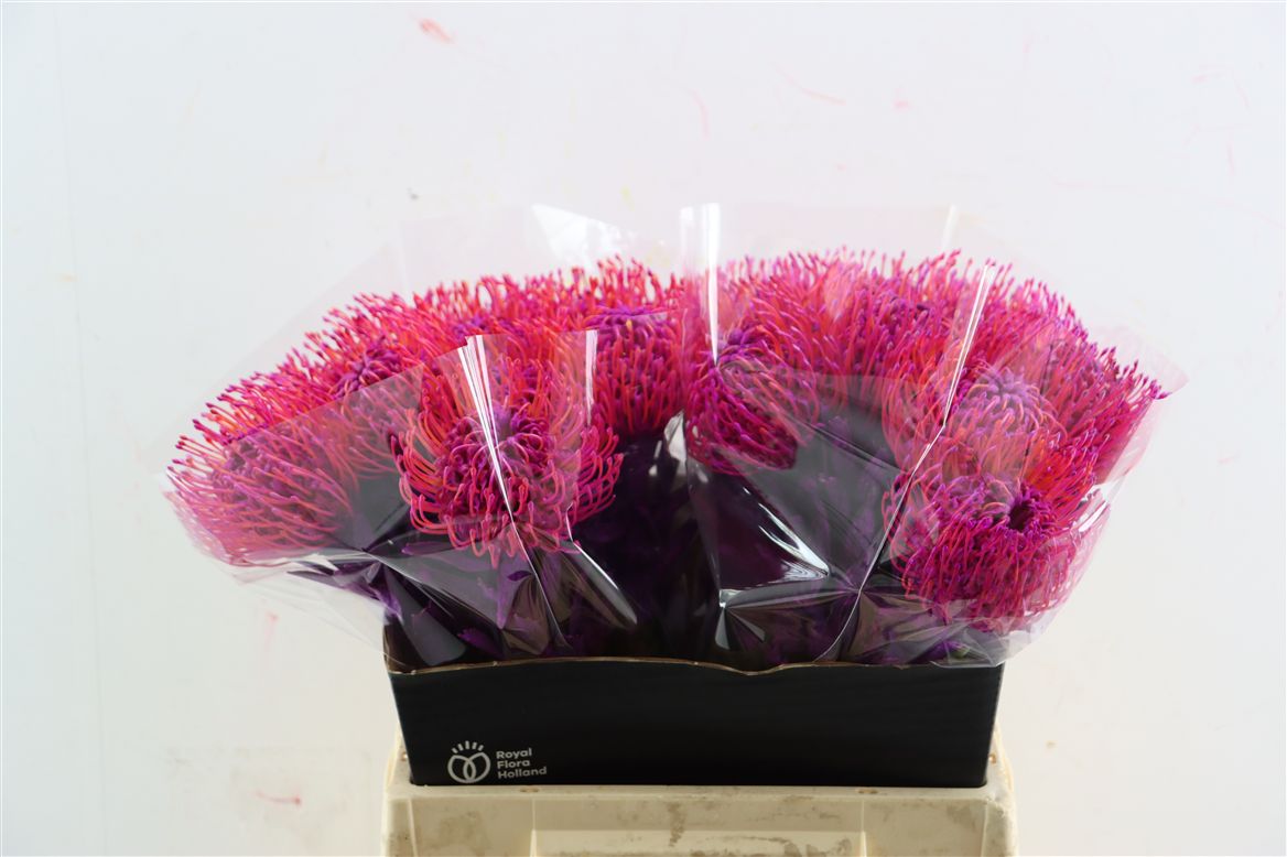 Leucospermum Naomi Painted 40cm