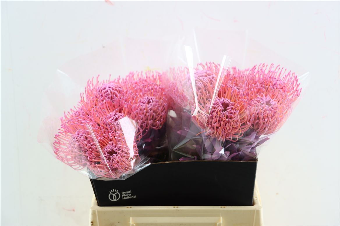 Leucospermum Naomi Painted 40cm