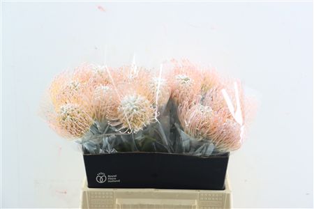 Leuco Klbh White