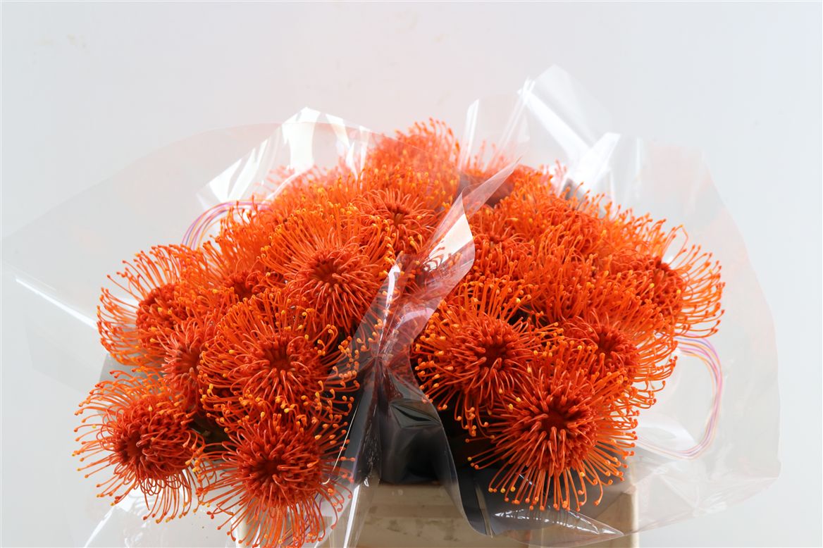 Leucospermum Naomi Painted 35cm