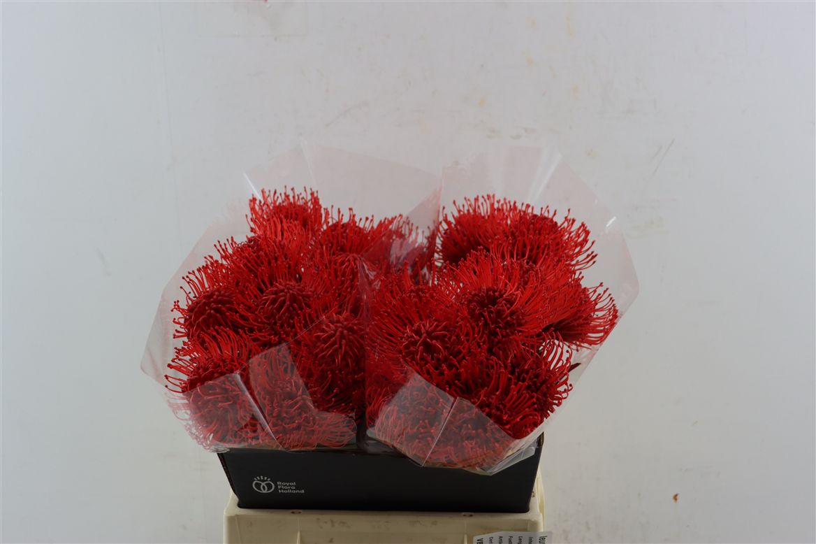 Leucospermum Naomi Painted 40cm