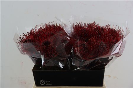 Leuco Klbh Bordeaux