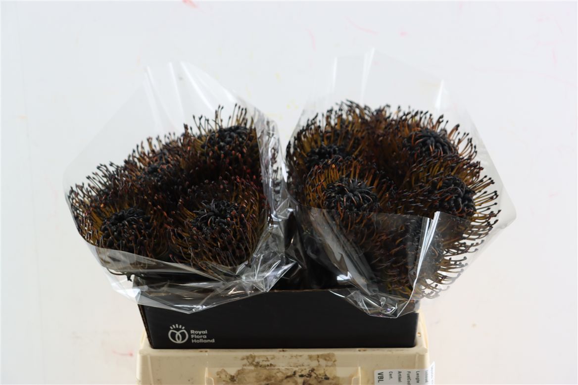 Leucospermum Naomi Painted 40cm