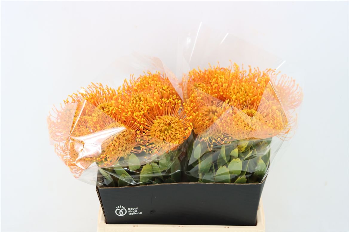 Leucospermum Naomi Painted 40cm