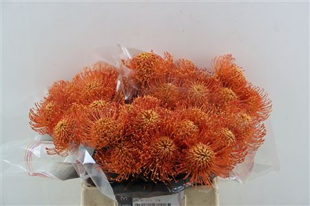 Leuco Klbh Apricot