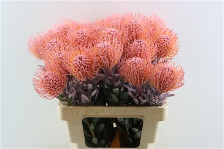 Leuco Klbh Baby Pink