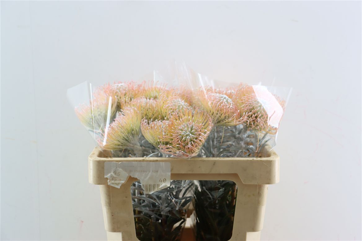 Leucospermum Naomi Painted 50cm