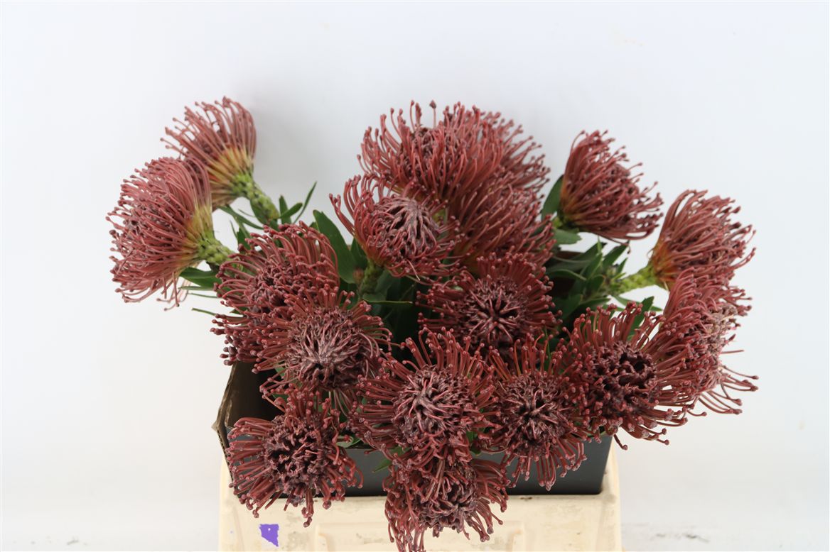 Leucospermum Naomi Painted 40cm
