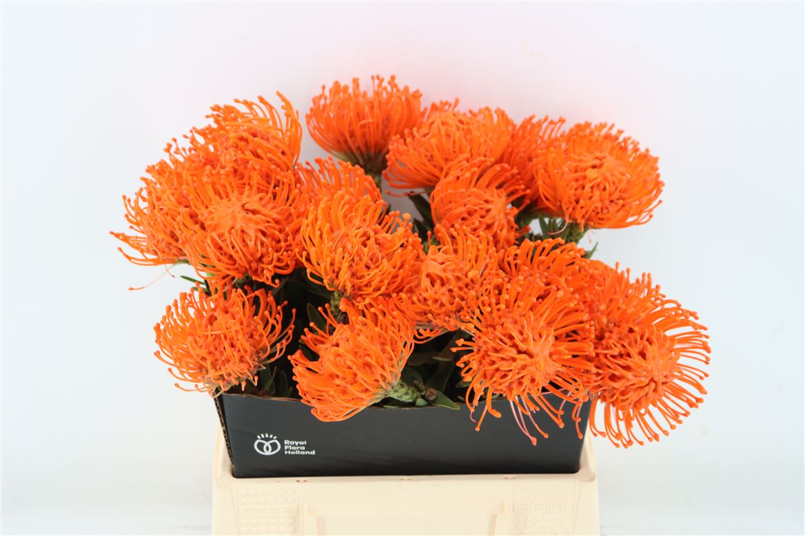 Leucospermum Naomi Painted 40cm