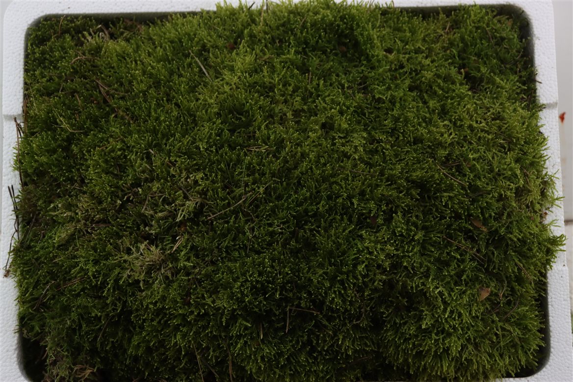 Sphagnum Flatmos