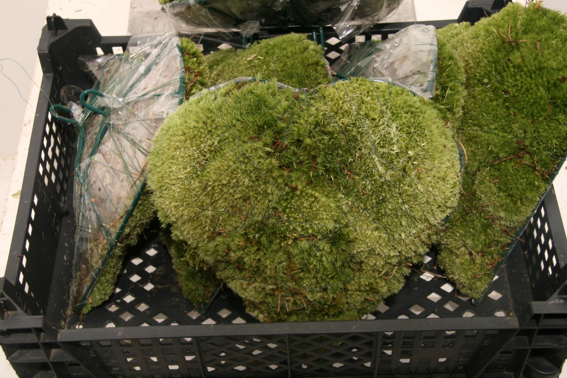 Various Greenery 20cm