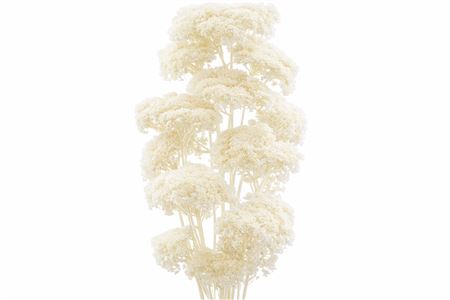 Pres Achillea Parker Bleached Bunch