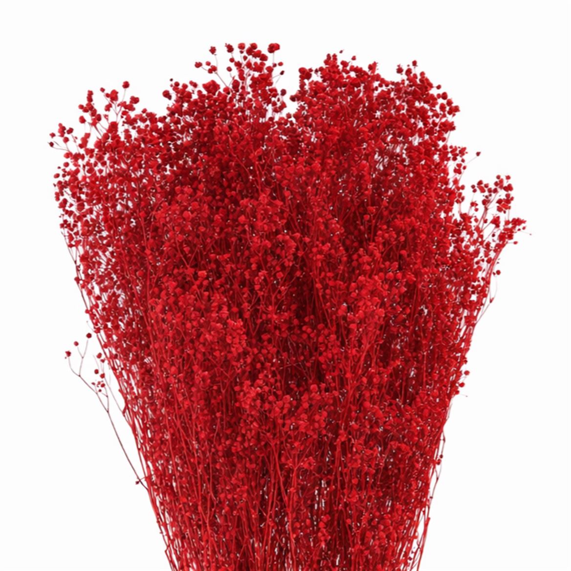 Dried Brooms Red Bunch