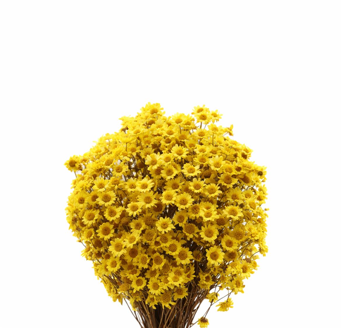 Dried Glixia Yellow Bunch