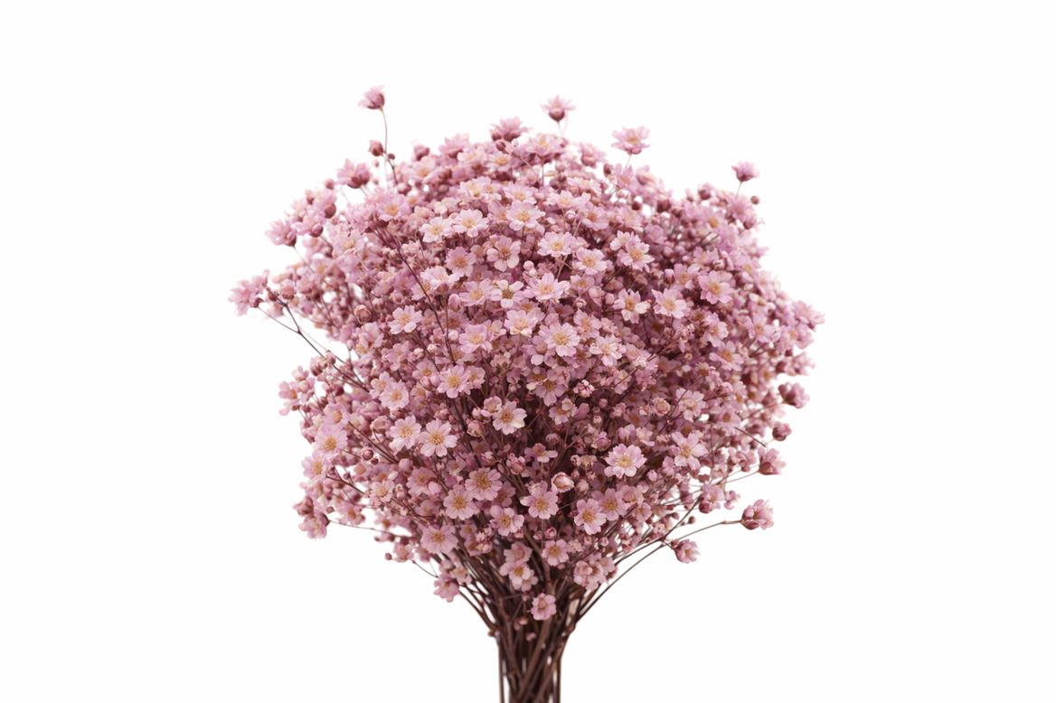 Dried Glixia L Pink Bunch