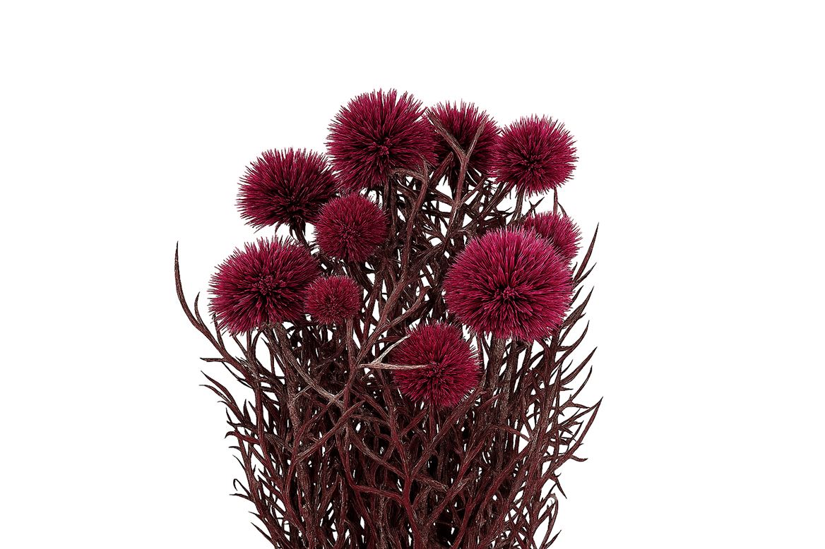 Pres Echinops 10pc Dark Pink Bunch