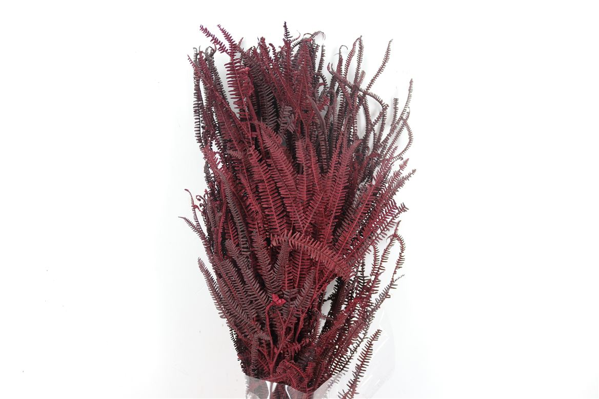 Pres Helecho Lvs Bordeaux Bunch