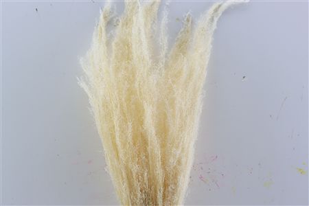 Dried Agrostis Bleached Bunch