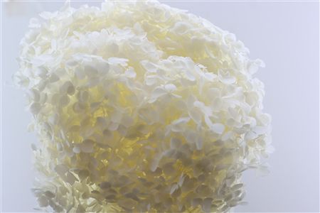 Pres Hydrangea Bleached Bunch