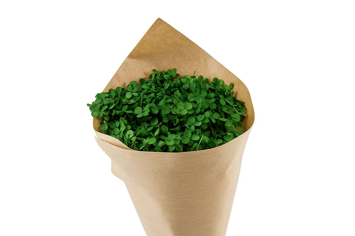 Pres Hydrangea Olive Green Bunch