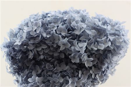 Pres Hydrangea Bluegrey