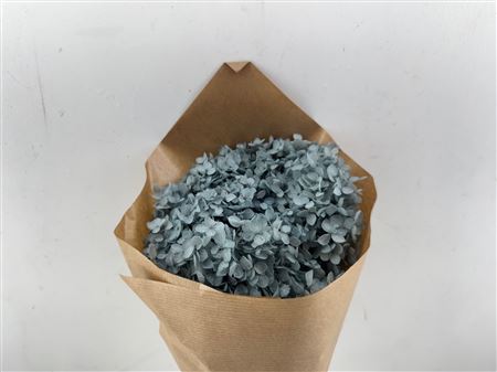 Pres Hydrangea Bluegrey