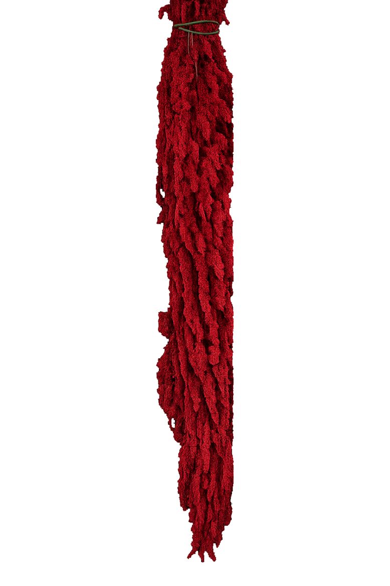 Pres Amaranthus Caud Red Bunch