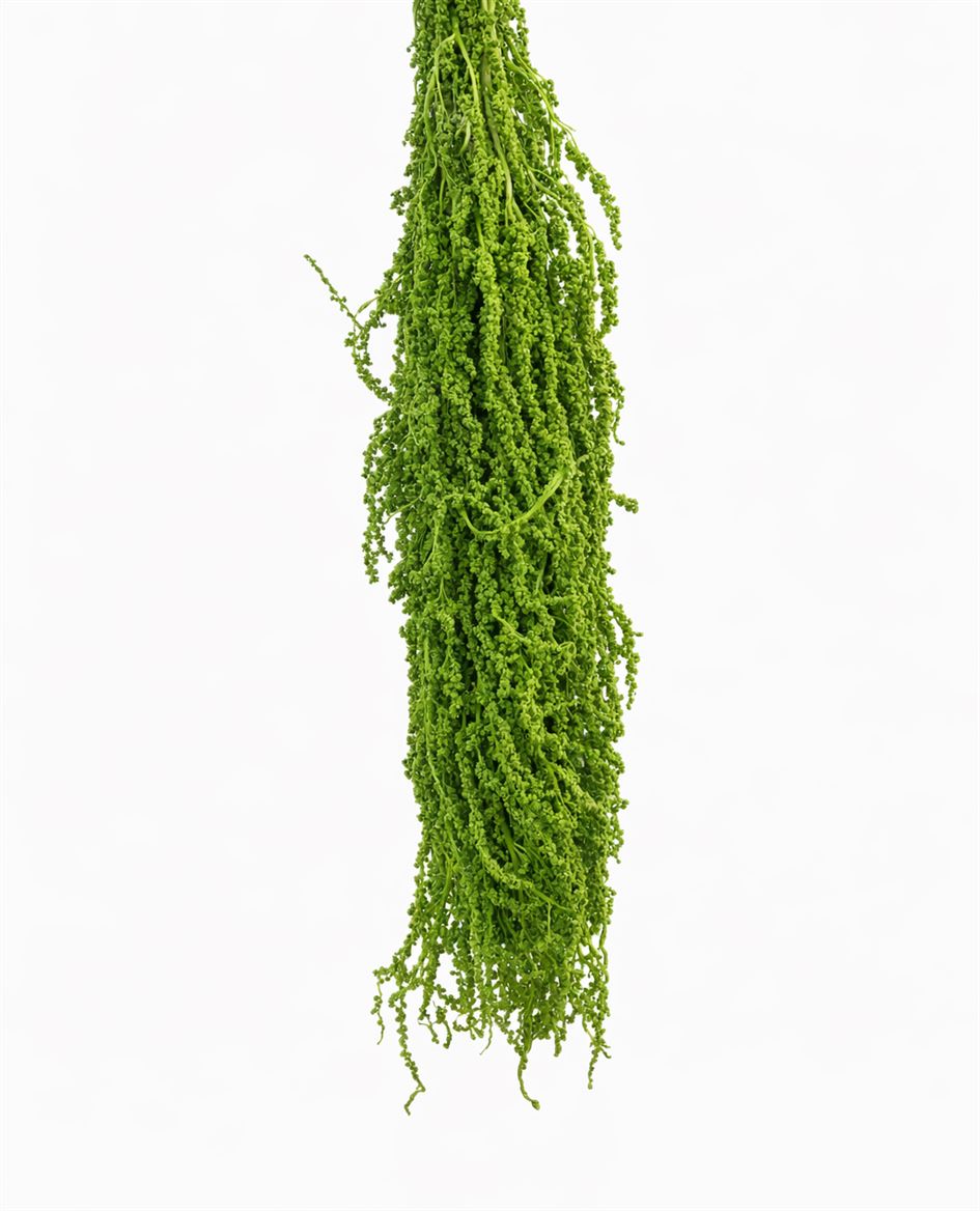Pres Amaranthus Caud L Green Bunch