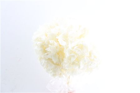 Pres Hydrangea Bleached 3pcs Bunch