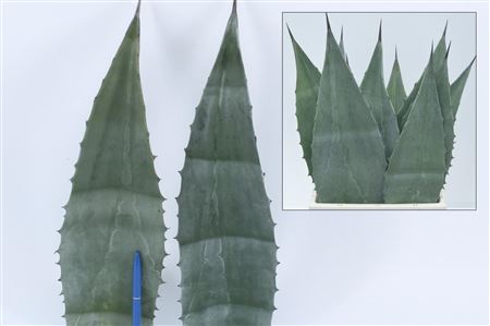 Agave Americana Blue 45cm