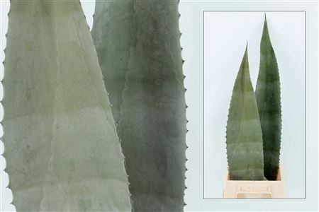 Agave Americana Bleu 70cm