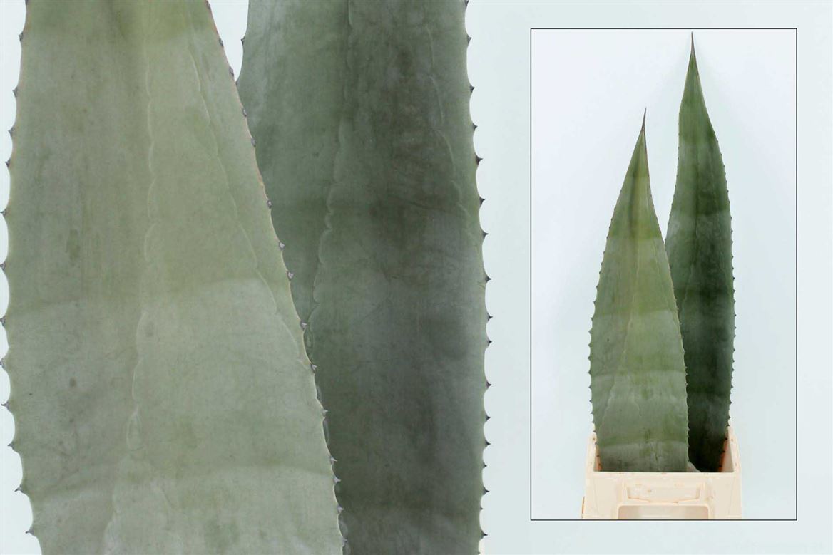 Agave Americana 70cm