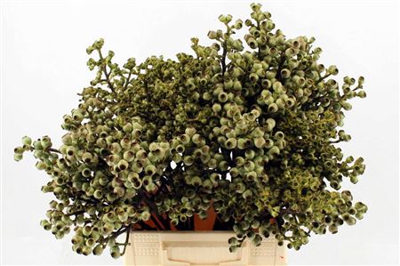 Euca Torriliana 40 Cm P Stuk