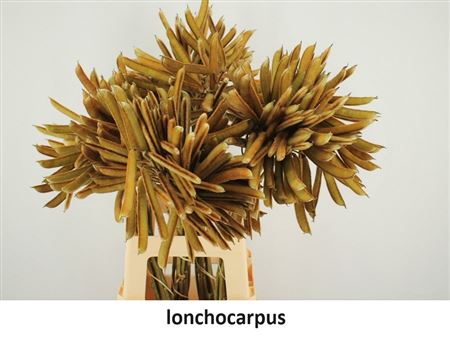 Lonchocarpus P Tak