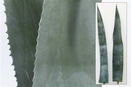 Agave Americana Bleu 150cm