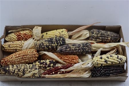 Zea Mays Extra Large Mix