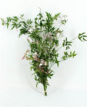 Jasmijn Polyanthum Flower Bunch