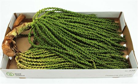 Caryota Stem Small